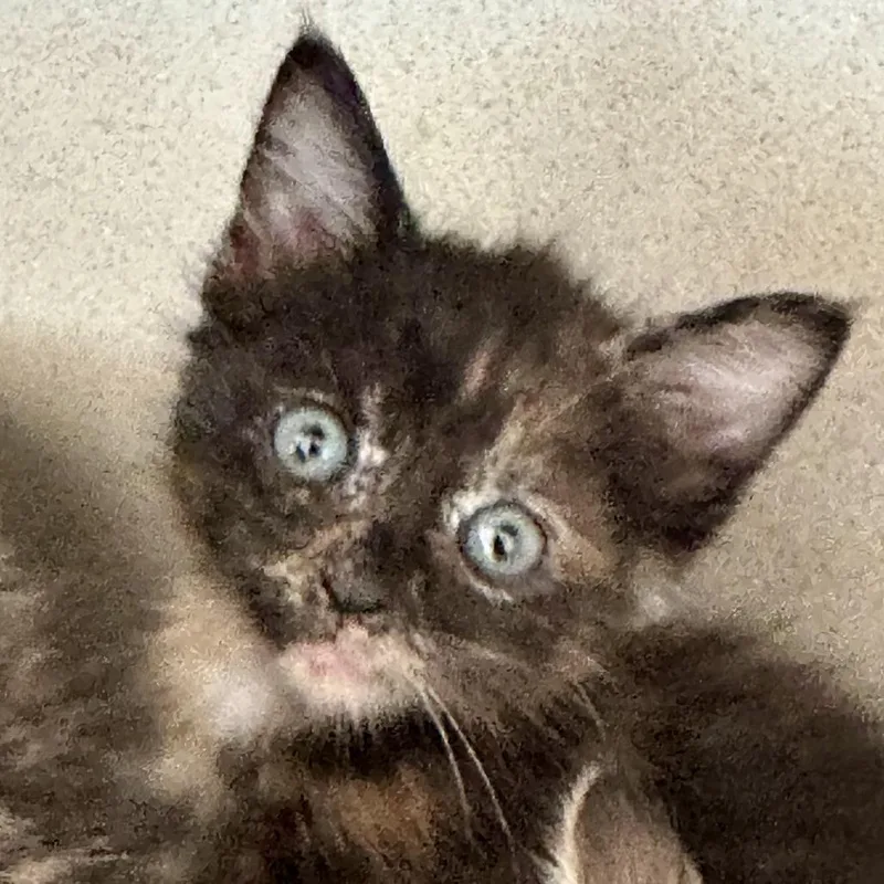 A baby small-sized female Domestic Short Hair cat named Harley for adoption in Durango, CO