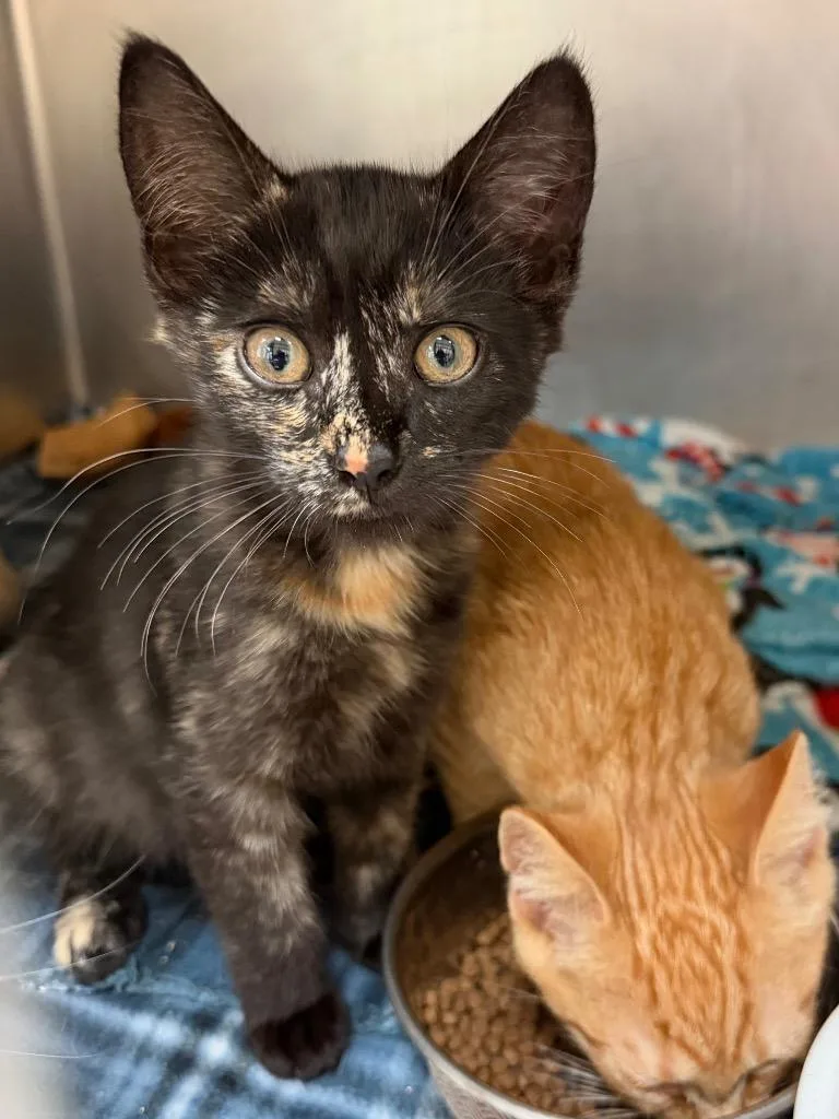 A baby medium-sized female Domestic Short Hair cat named Kit for adoption in Cincinnati, OH