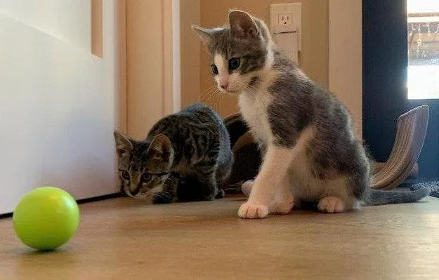 A baby medium-sized male Tabby cat named Waffles for adoption in San Jose, CA