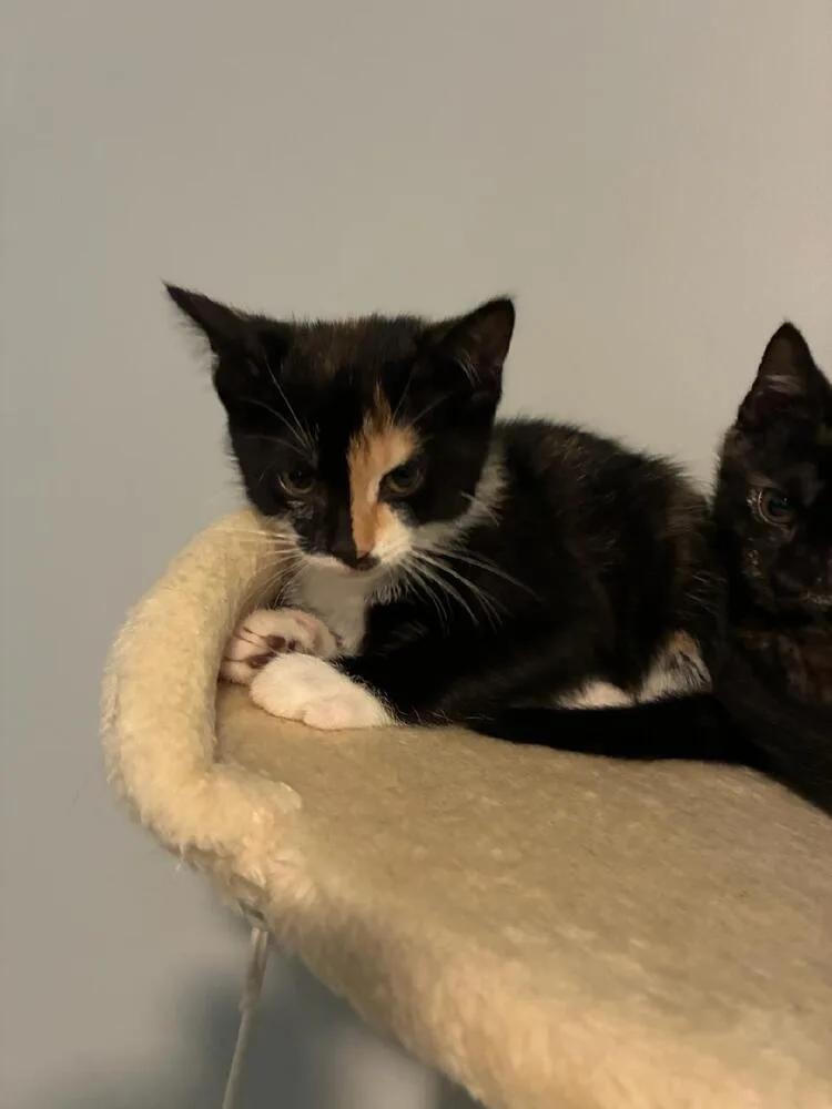 A baby small-sized female Black & White / Tuxedo Domestic Short Hair cat named Nova for adoption in Mooresville, NC