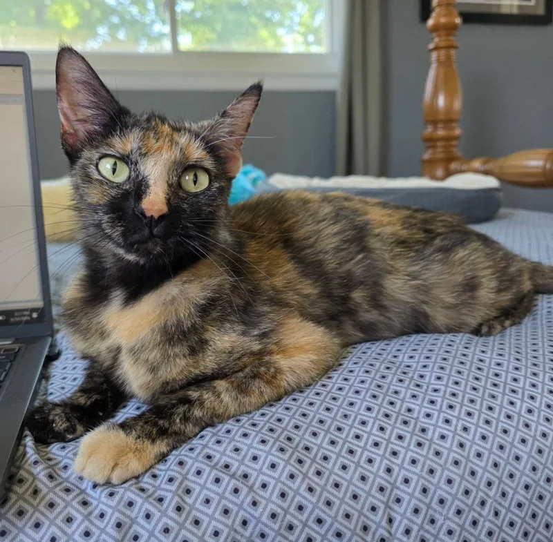 Momma Mango