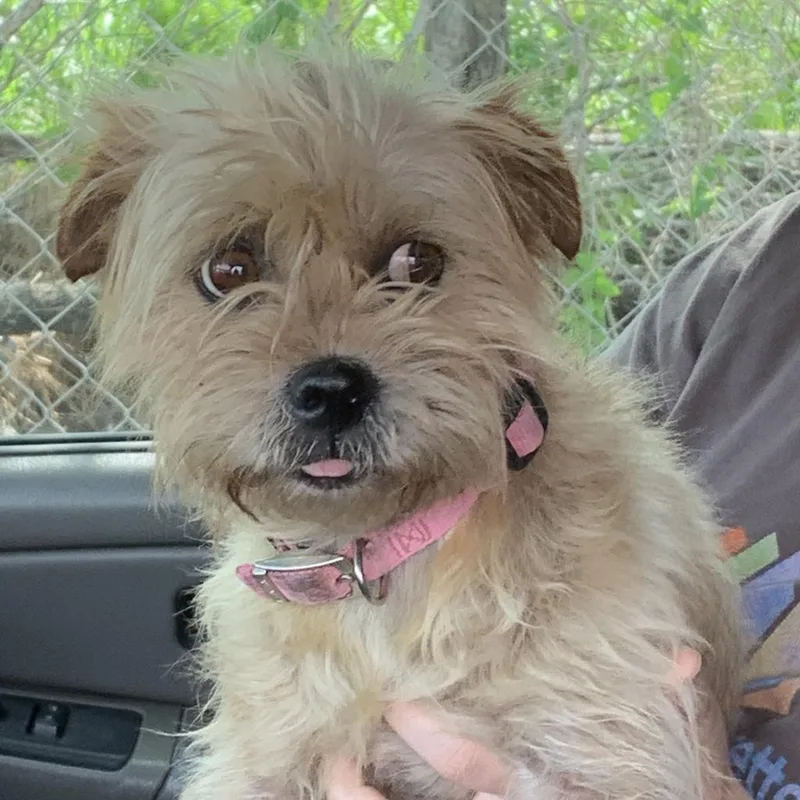 A senior small-sized female Gray / Blue / Silver Norfolk Terrier dog named Luna for adoption in Edinburg, TX