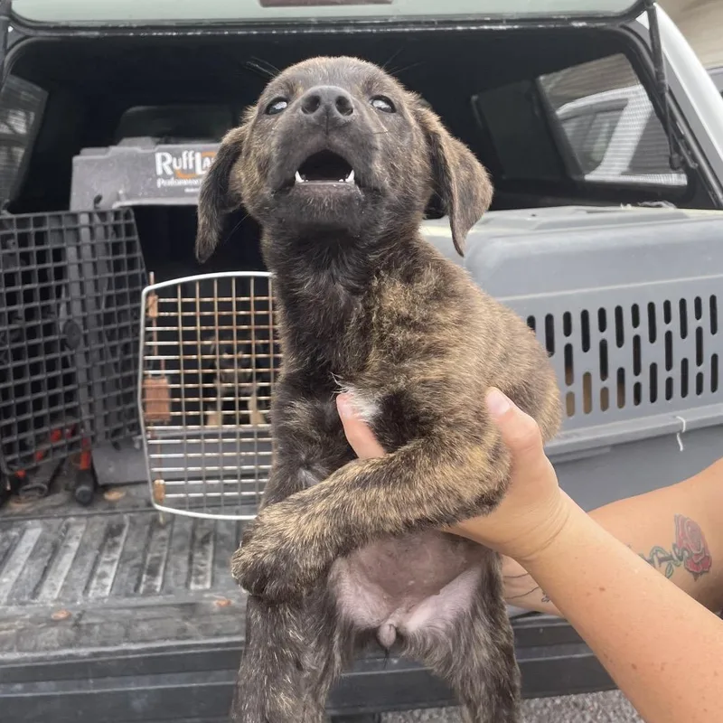A baby medium-sized female Brindle Mixed Breed dog named Charlotte for adoption in Volcano, HI