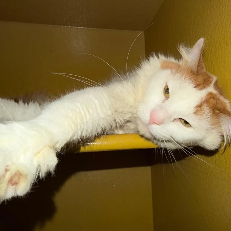 A young medium-sized male Orange / Red Domestic Short Hair cat named Jake for adoption in Las Vegas, NV