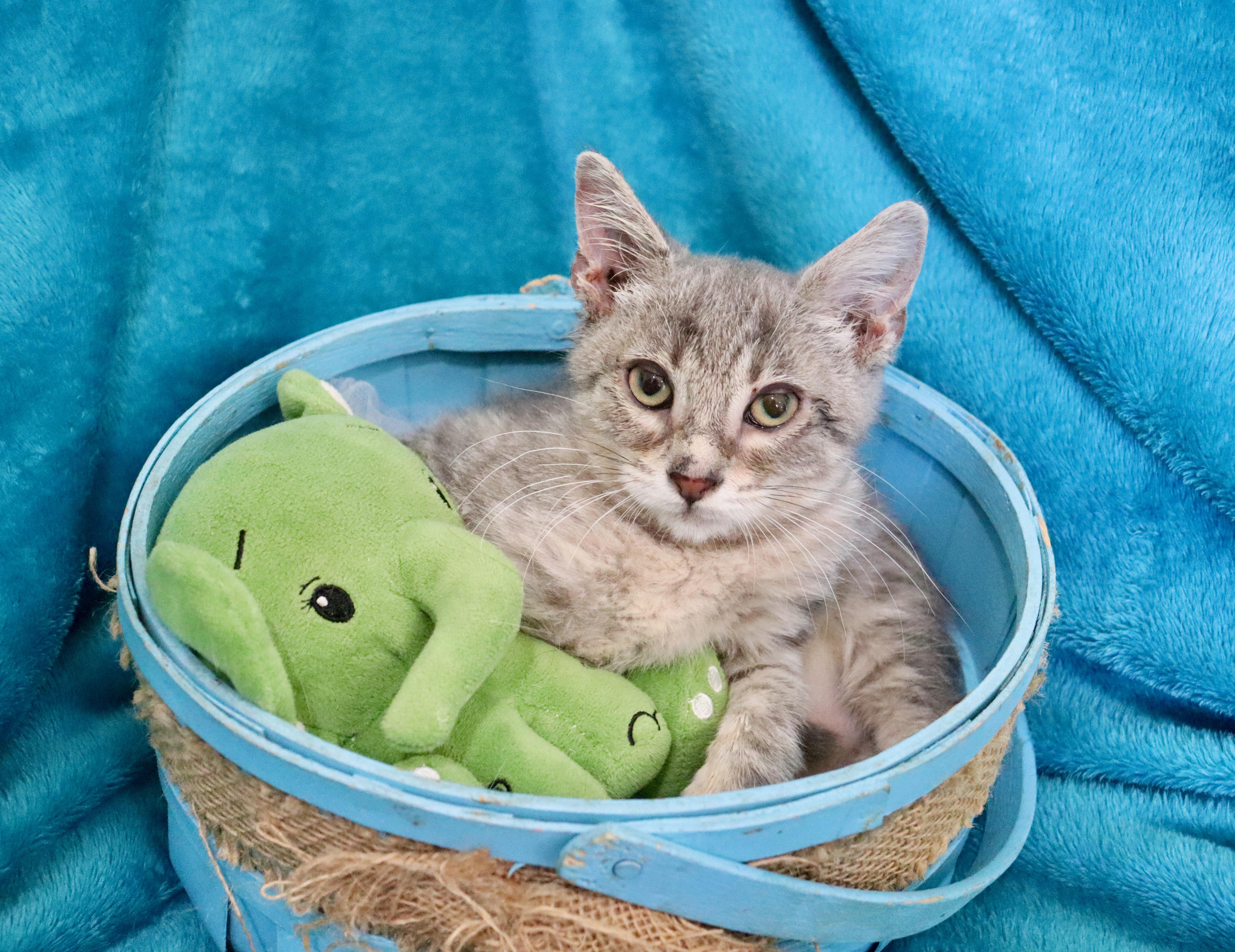 A baby medium-sized male Gray / Blue / Silver Tabby cat named Anthony for adoption in Saint Augustine, FL