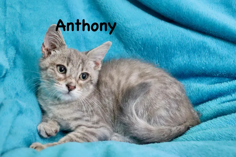 Anthony thumbnail 5