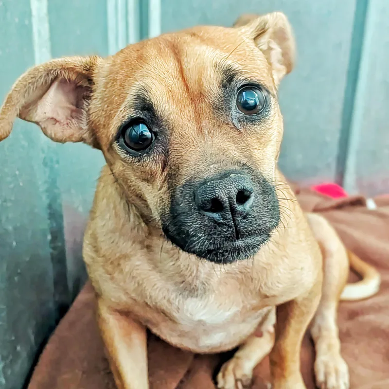 A young small-sized female Merle (Red) Chihuahua dog named Tropicana for adoption in Eustis, FL