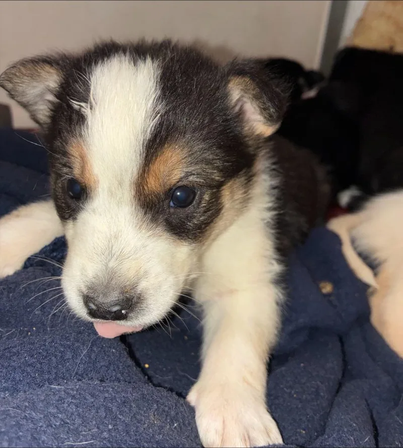 A baby medium-sized male Australian Shepherd dog named Mellow for adoption in Thompson Falls, MT