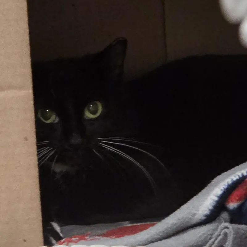 An adult medium-sized female Black Domestic Short Hair cat named Raini for adoption in Ballston Spa, NY