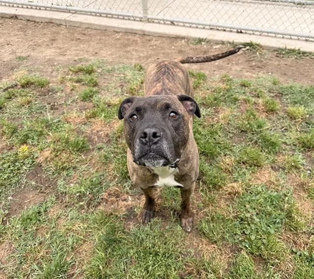 An adult small-sized male Boxer dog named Camo for adoption in Modesto, CA