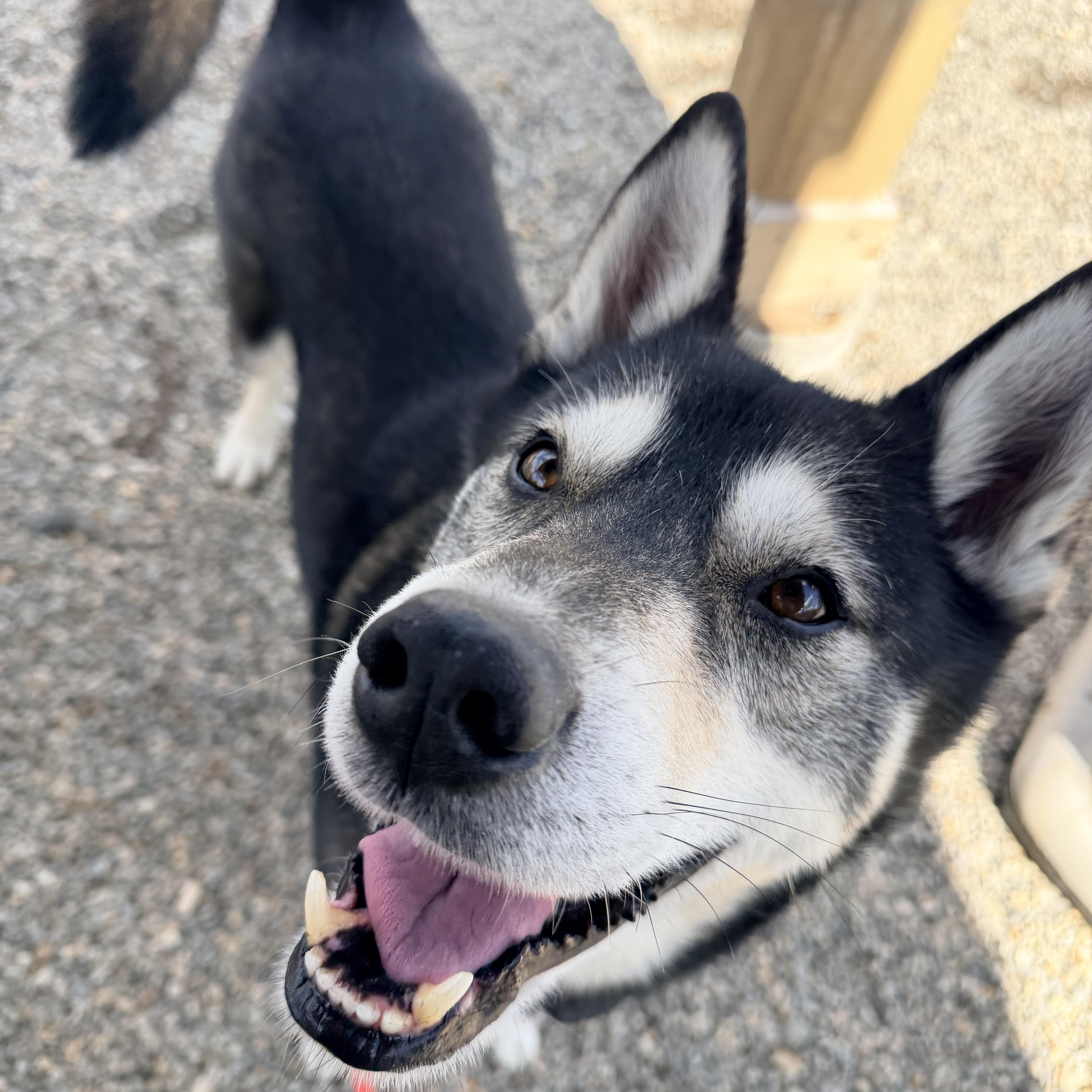 An adult medium-sized male Gray / Blue / Silver Husky dog named D.o.g. for adoption in Willimantic, CT