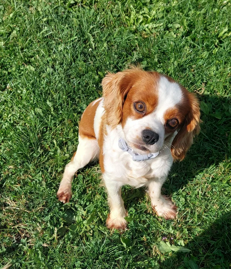 An adult small-sized female Cavalier King Charles Spaniel dog named Patsy for adoption in Conesus, NY