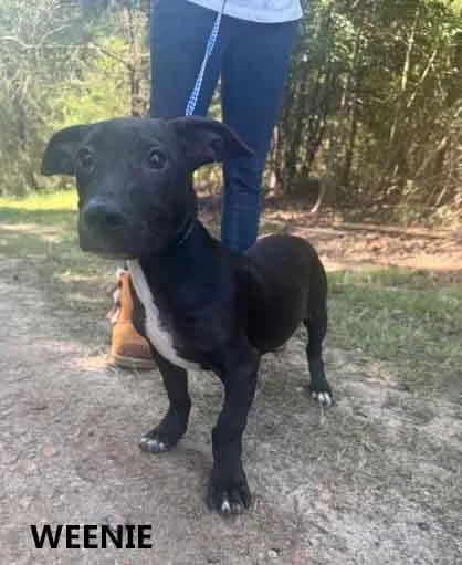 A baby medium-sized male Black Basset Hound dog named Weenie for adoption in Washington, GA