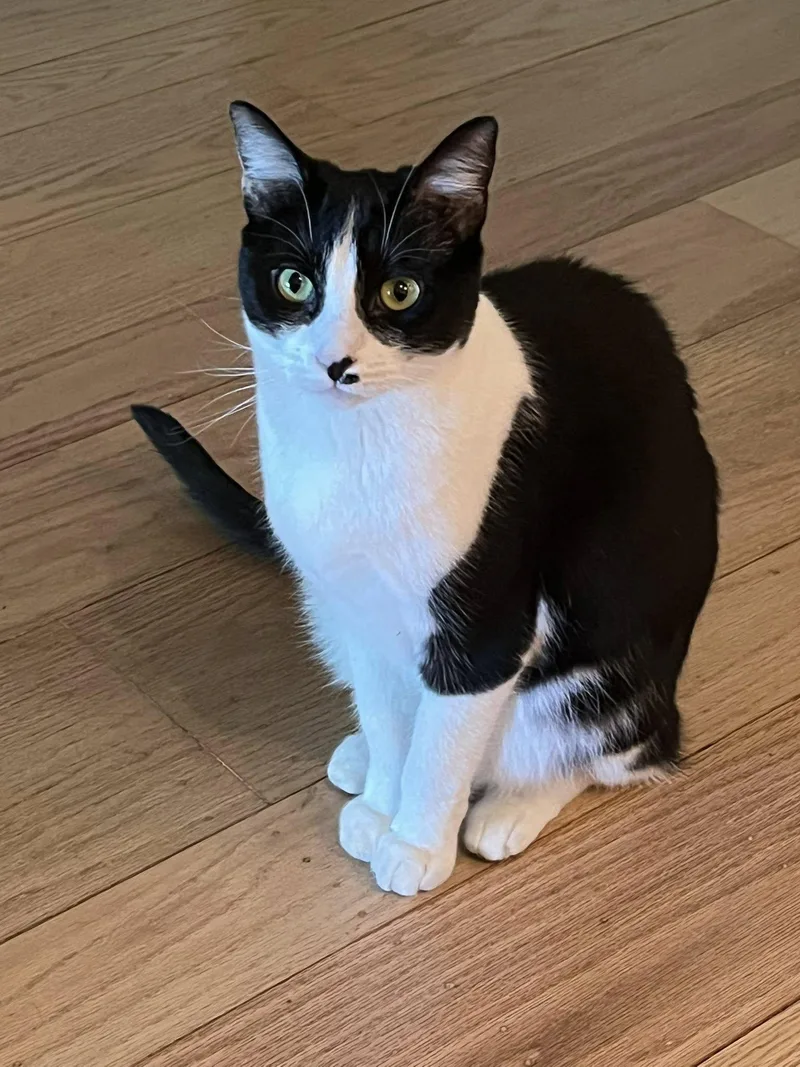 Stella