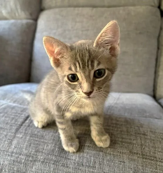 A baby small-sized female Domestic Short Hair cat named Mabel for adoption in Sacramento, CA