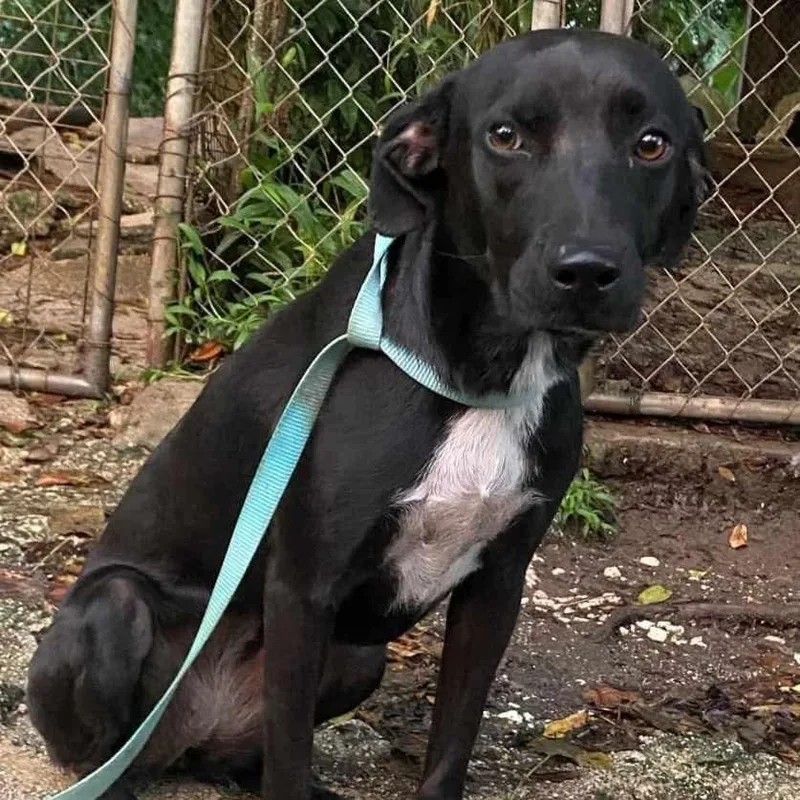 An adult medium-sized female Labrador Retriever dog named Elle for adoption in Milford, NH