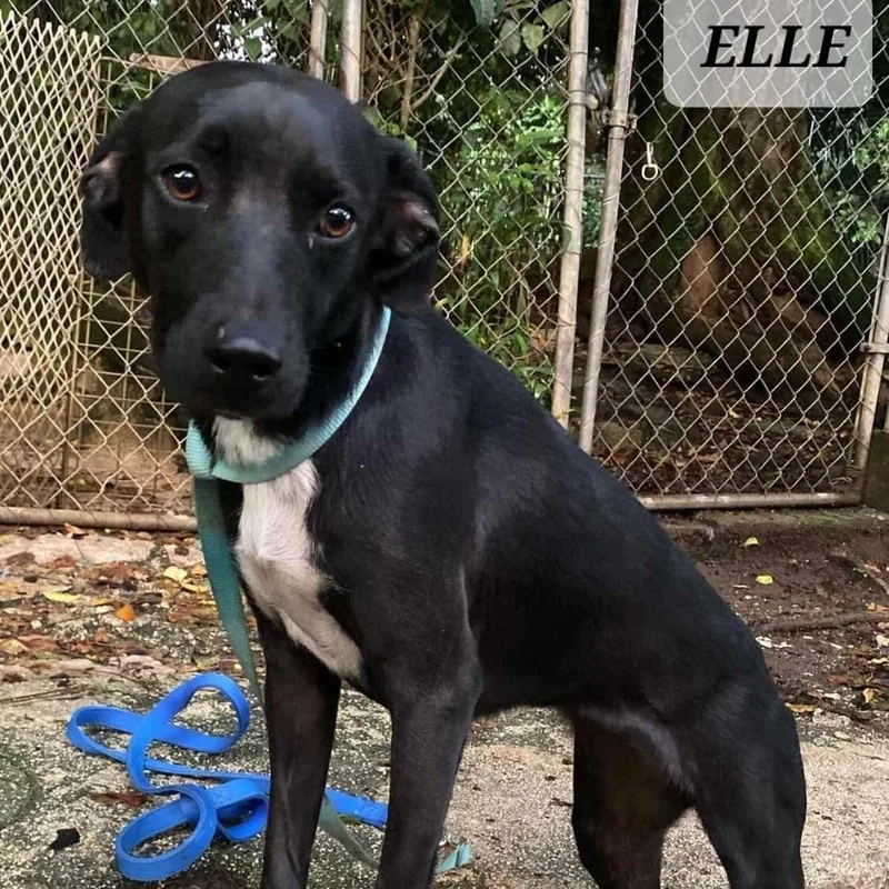 Elle thumbnail 2