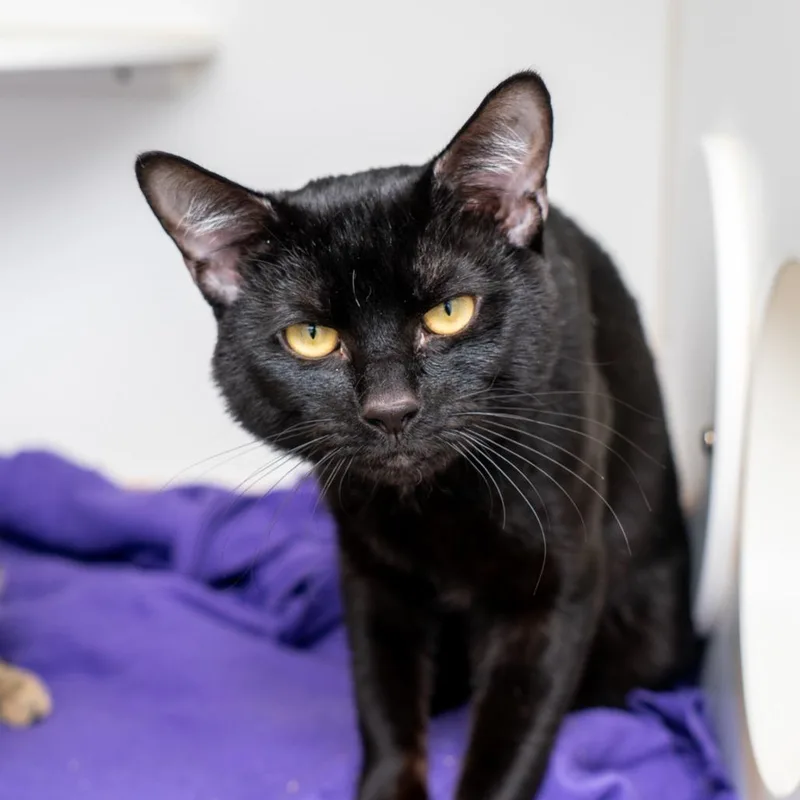 An adult large-sized male Black Domestic Short Hair cat named Roosevelt for adoption in New York, NY