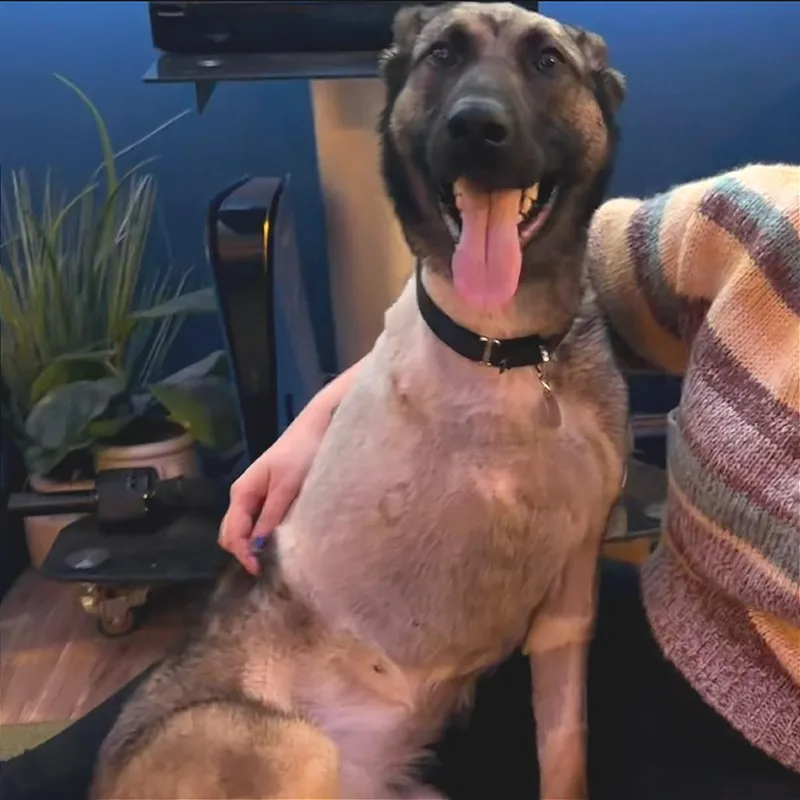 An adult medium-sized female Brown / Chocolate German Shepherd Dog dog named Hera for adoption in Oak Park, IL