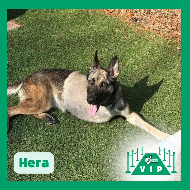 Hera thumbnail 4
