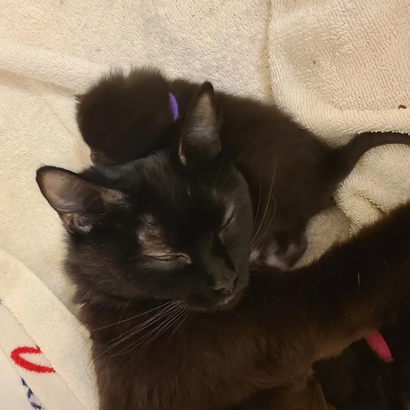 A young medium-sized female Black Domestic Medium Hair cat named Rosetta  Winterville  for adoption in Greensboro, GA