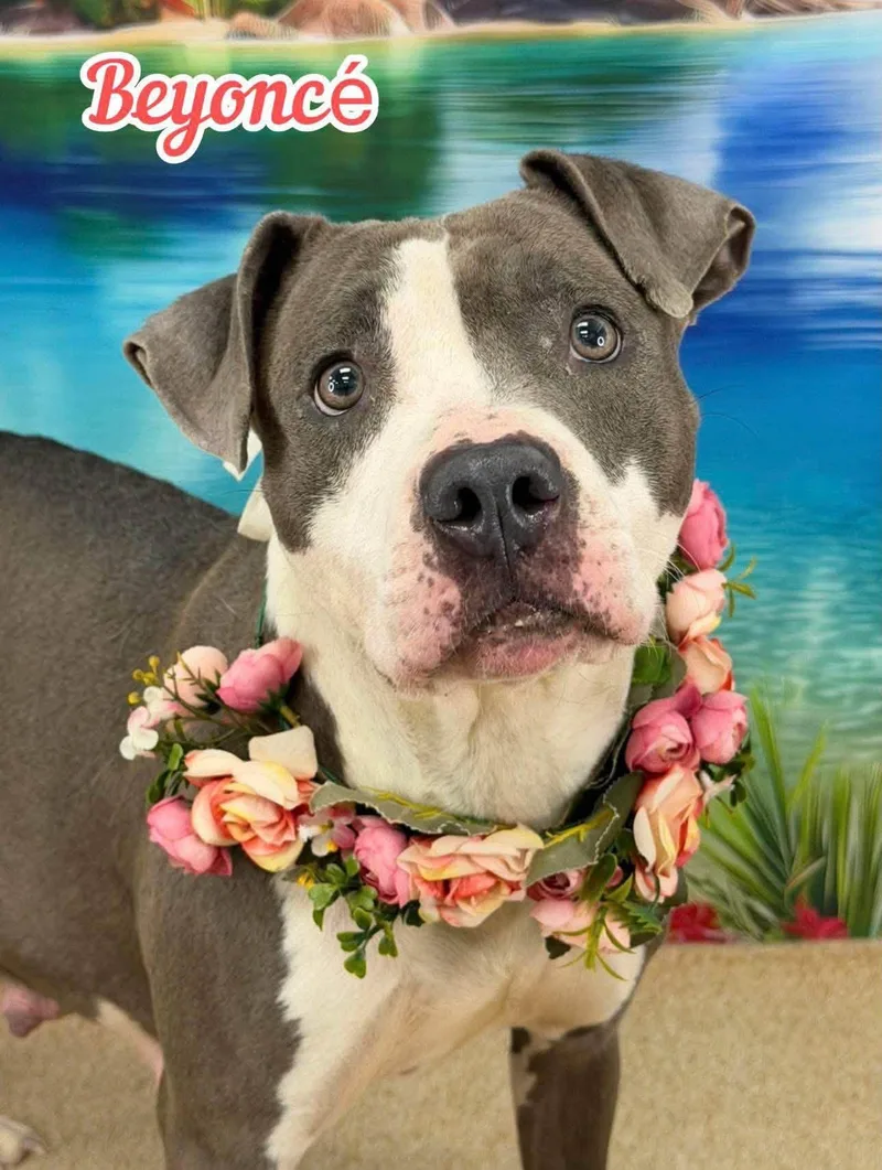 A young medium-sized female Gray / Blue / Silver Mixed Breed dog named Beyonce for adoption in Flint, MI