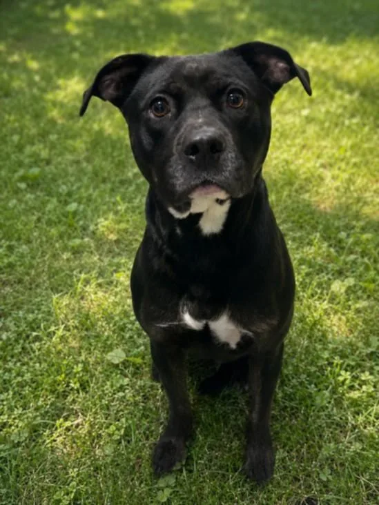 A young medium-sized female Pit Bull Terrier dog named Darla for adoption in Clinton Township, MI