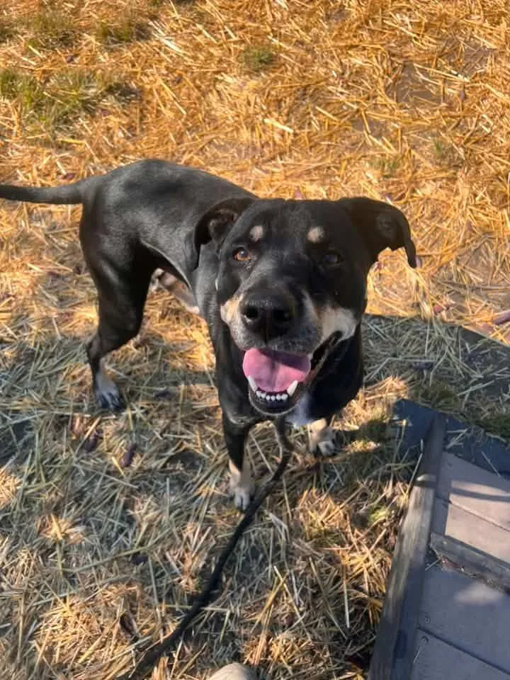 An adult medium-sized male Rottweiler dog named Atticus for adoption in Chicago, IL