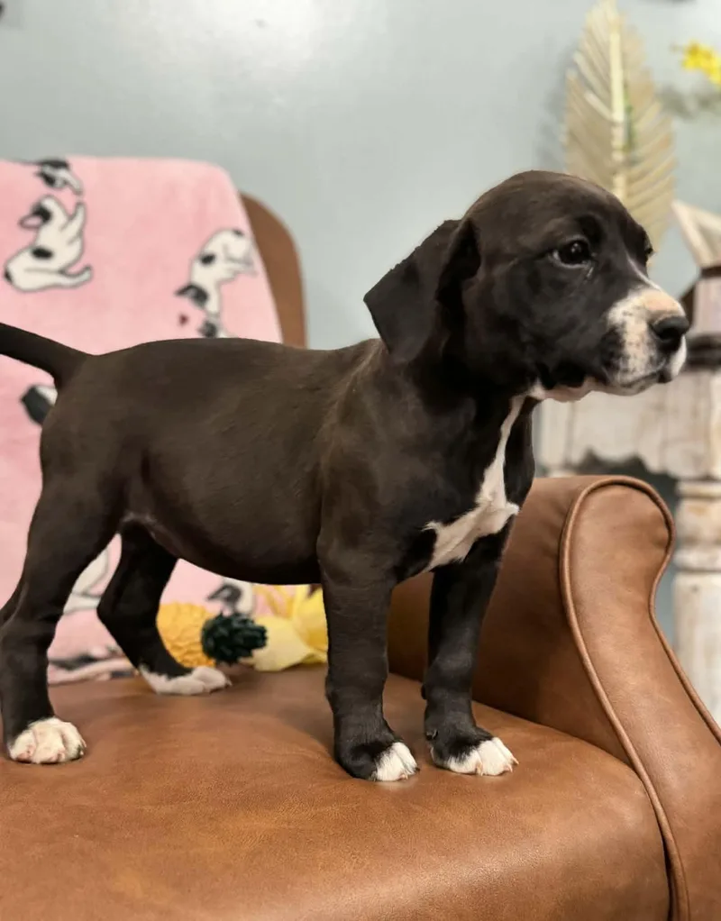 Dakota Dazzling thumbnail 3