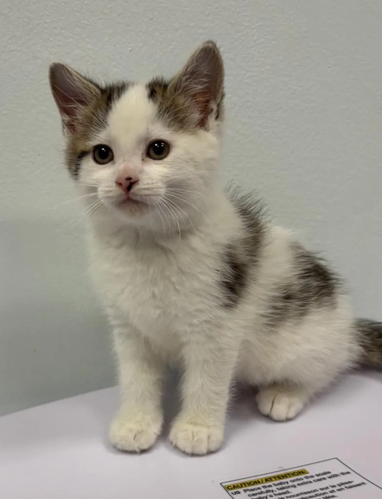 A baby small-sized female Domestic Short Hair cat named Valerian for adoption in Saint Paul, MN