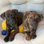 A baby medium-sized male Brindle Mixed Breed dog named Jack for adoption in Green Valley, AZ