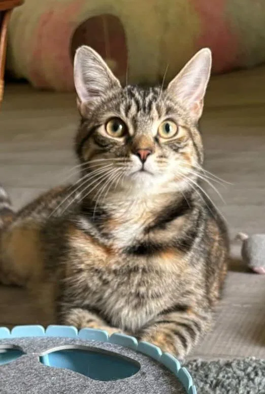 Frostine thumbnail 3