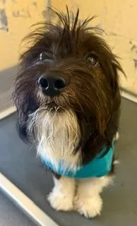 Cooper