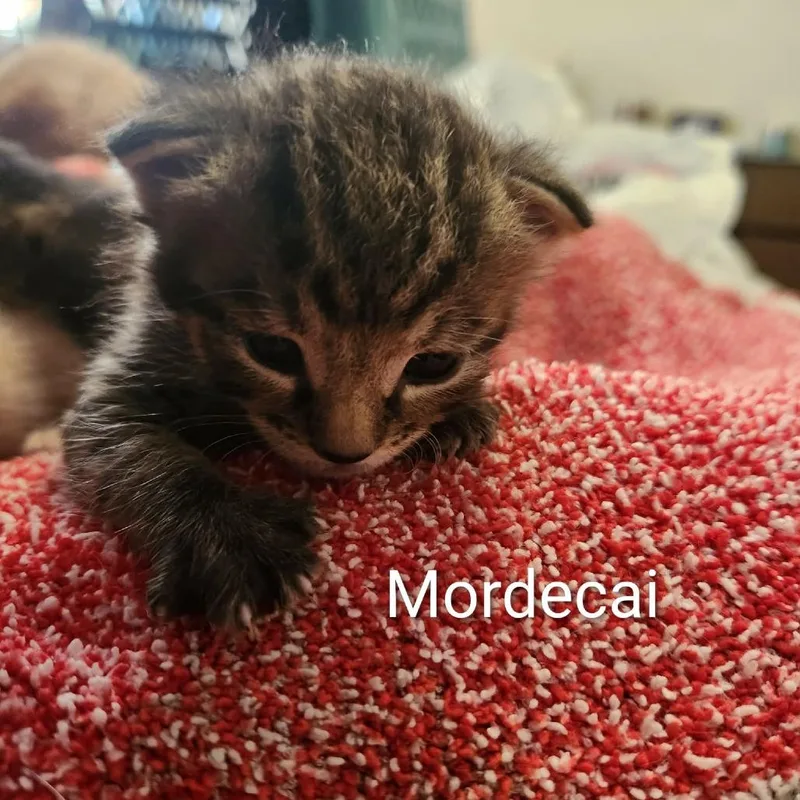 A baby small-sized male Brown / Chocolate Domestic Short Hair cat named Mordecai for adoption in Harrisonburg, VA