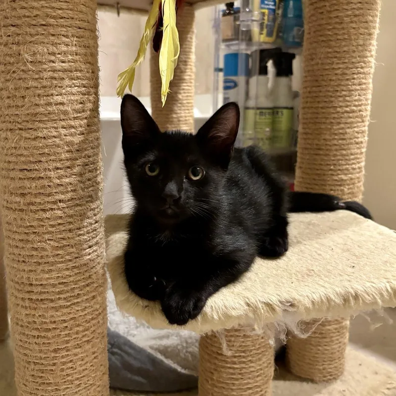 A baby small-sized male Black Domestic Short Hair cat named Chevy for adoption in Fort Lauderdale, FL
