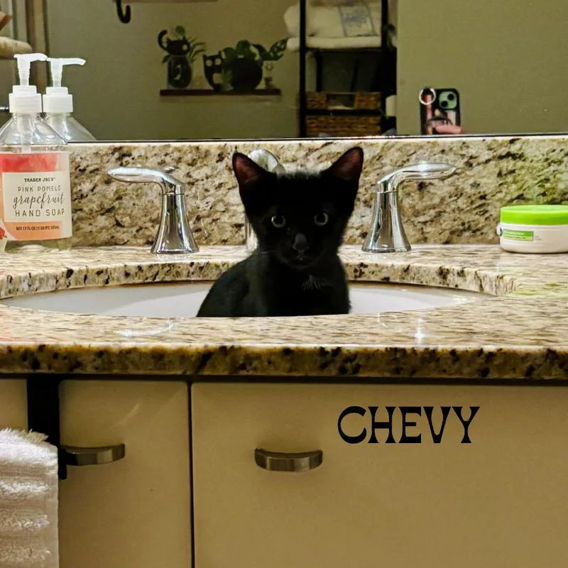 Chevy thumbnail 3