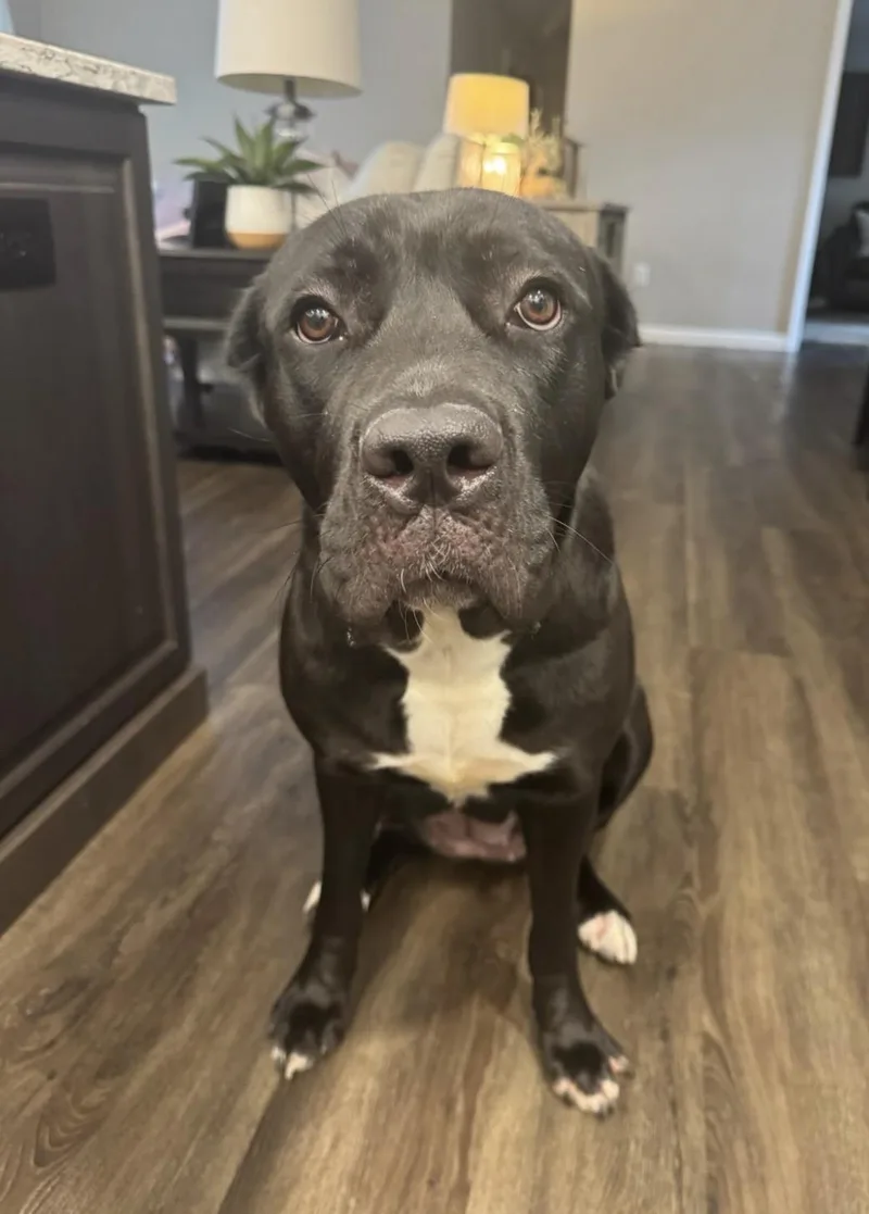 A young extra large-sized female Black Cane Corso dog named Bella for adoption in Belleville, IL