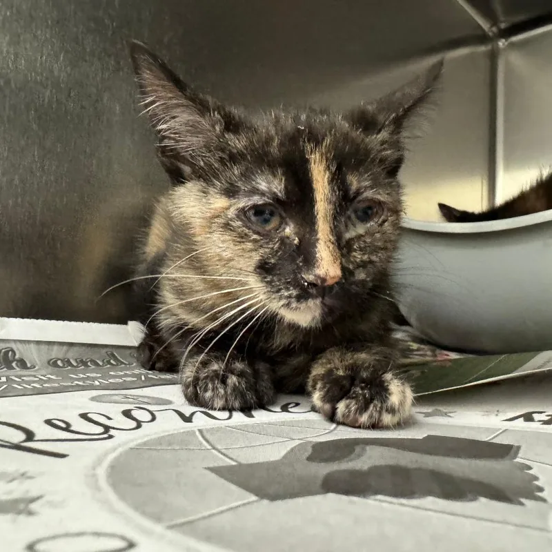 A baby small-sized female Calico Domestic Short Hair cat named Cressida for adoption in Auburn, AL
