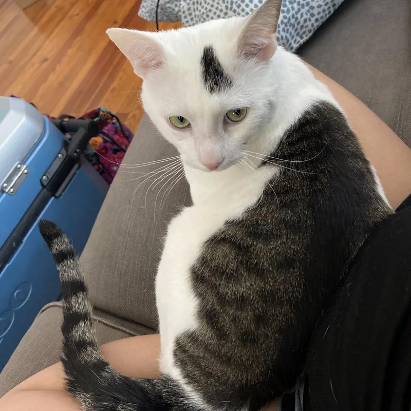 Maxwell Lee thumbnail 2