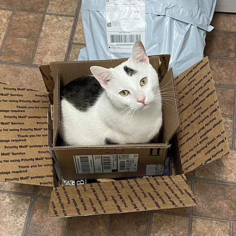 Maxwell Lee thumbnail 3