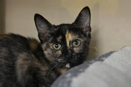 A young medium-sized female Domestic Short Hair cat named Lydia for adoption in Kansas City, MO