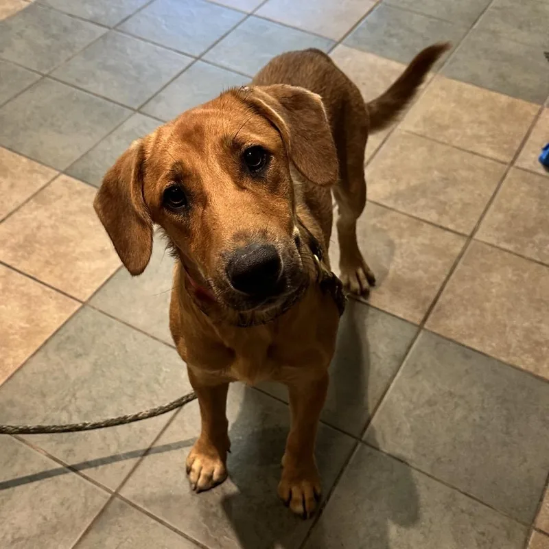 An adult medium-sized female Red / Chestnut / Orange Mixed Breed dog named Riddle for adoption in Chattanooga, TN