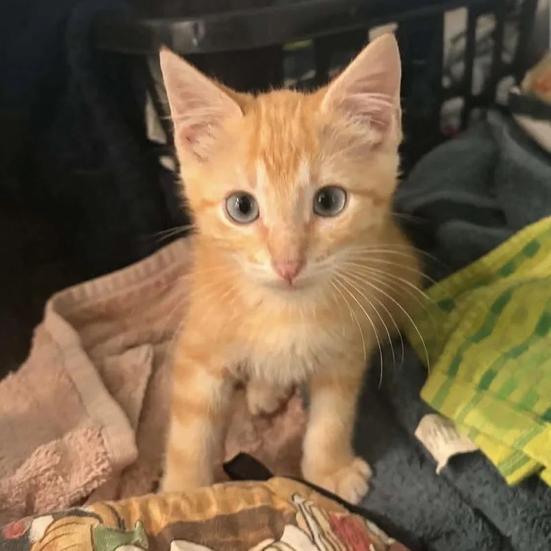 A baby small-sized male Tabby (Orange / Red) Domestic Short Hair cat named Manly for adoption in Bentonville, AR