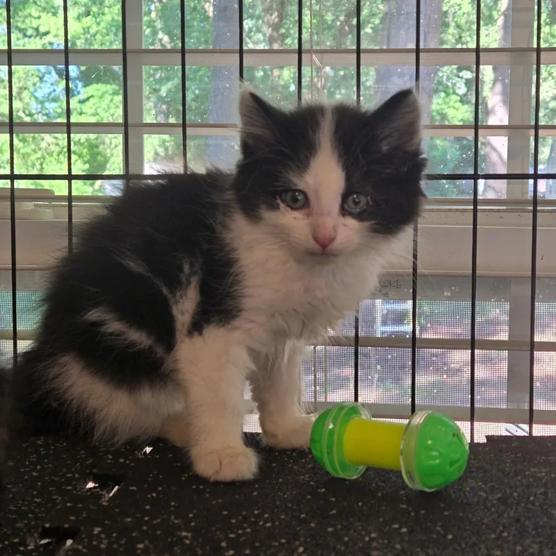 A baby small-sized male Black Domestic Short Hair cat named Messi in Parsonsburg for adoption in Alexandria, VA