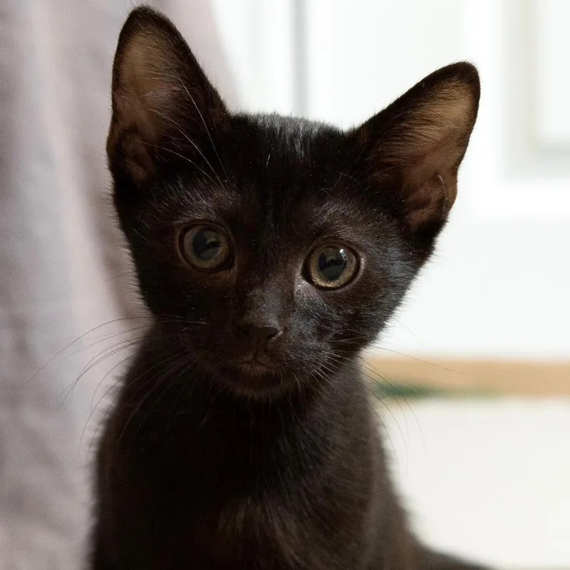 A baby small-sized male Black Domestic Short Hair cat named Georgie for adoption in Huntsville, AL
