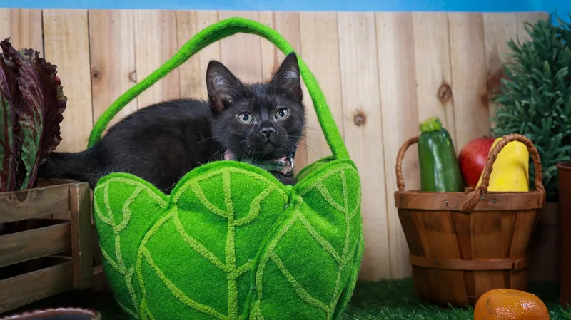 A baby small-sized female Black Bombay cat named Otter for adoption in Parker, TX
