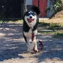 A young medium-sized female Husky dog named Tsunami for adoption in Fernandina Beach, FL