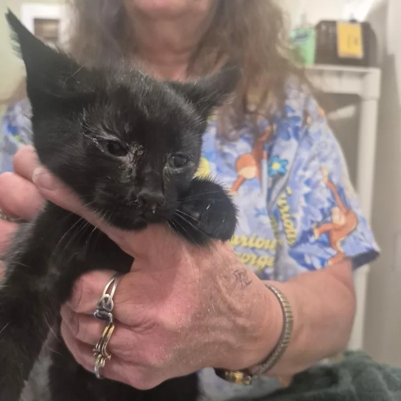 A baby small-sized male Black Domestic Short Hair cat named Tao for adoption in Upland, CA