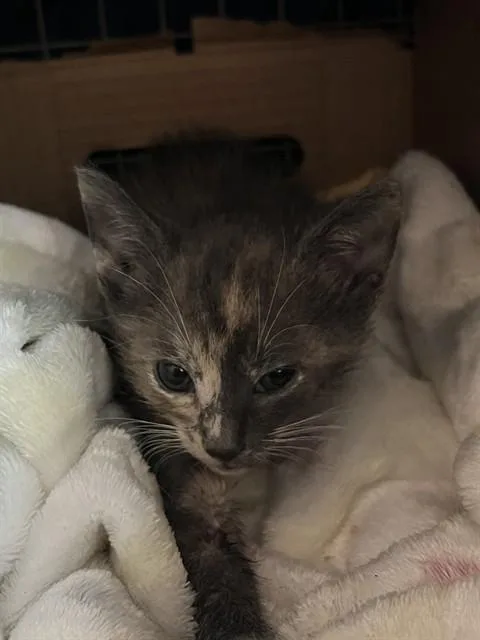A baby small-sized female Domestic Short Hair cat named Mink for adoption in Fort Lauderdale, FL