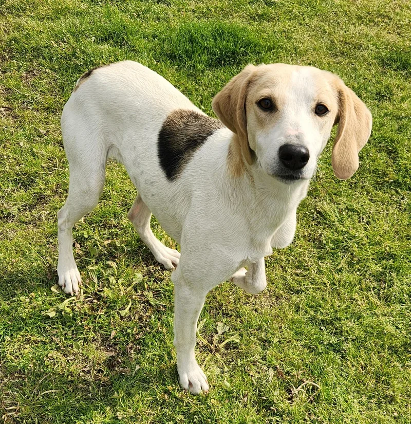 A young medium-sized female Tricolor (Brown, Black, & White) Foxhound dog named Princess for adoption in Liberty Center, OH